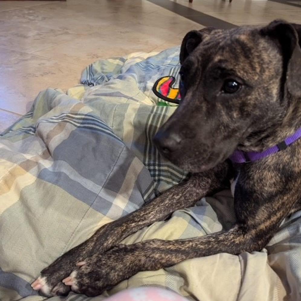 Enlarge Lima Bean, a Adoptable mixed breed in League City, TX image 3/6