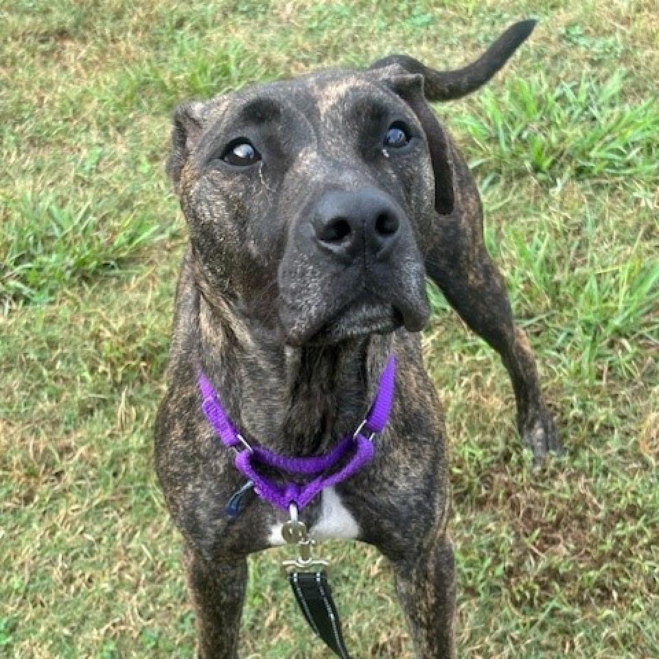 Enlarge Lima Bean, a Adoptable mixed breed in League City, TX image 4/6