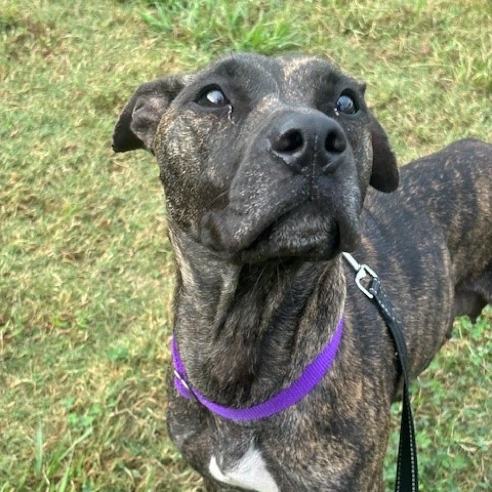 Enlarge Lima Bean, a Adoptable mixed breed in League City, TX image 5/6