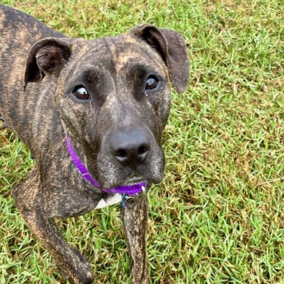 Enlarge Lima Bean, a Adoptable mixed breed in League City, TX image 6/6