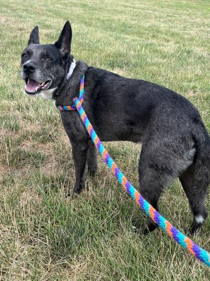 Rizzo (in foster), Adoptable, Adult Male Cattle Dog & Mixed Breed.