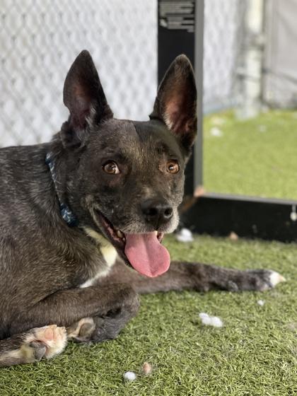 Rizzo (in foster), Adoptable, Adult Male Cattle Dog & Mixed Breed.