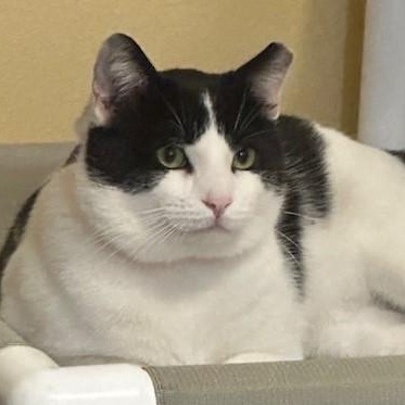 Enlarge Groucho - Big Loverboy, a ADOPTABLE Tuxedo in Hoquiam, WA image 4/6