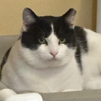 Enlarge Groucho - Big Loverboy, a ADOPTABLE Tuxedo in Hoquiam, WA image 2/6