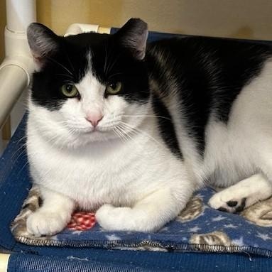 Groucho - Big Loverboy, ADOPTABLE, Adult Male Tuxedo.