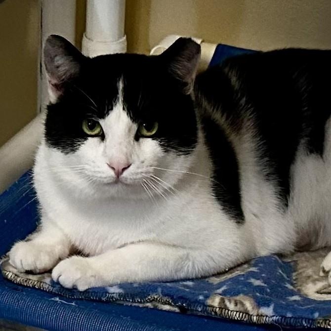 Enlarge Groucho - Big Loverboy, a ADOPTABLE Tuxedo in Hoquiam, WA image 5/6