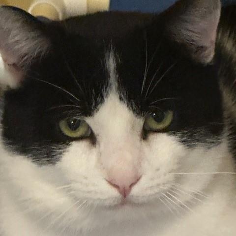 Enlarge Groucho - Big Loverboy, a ADOPTABLE Tuxedo in Hoquiam, WA image 3/6
