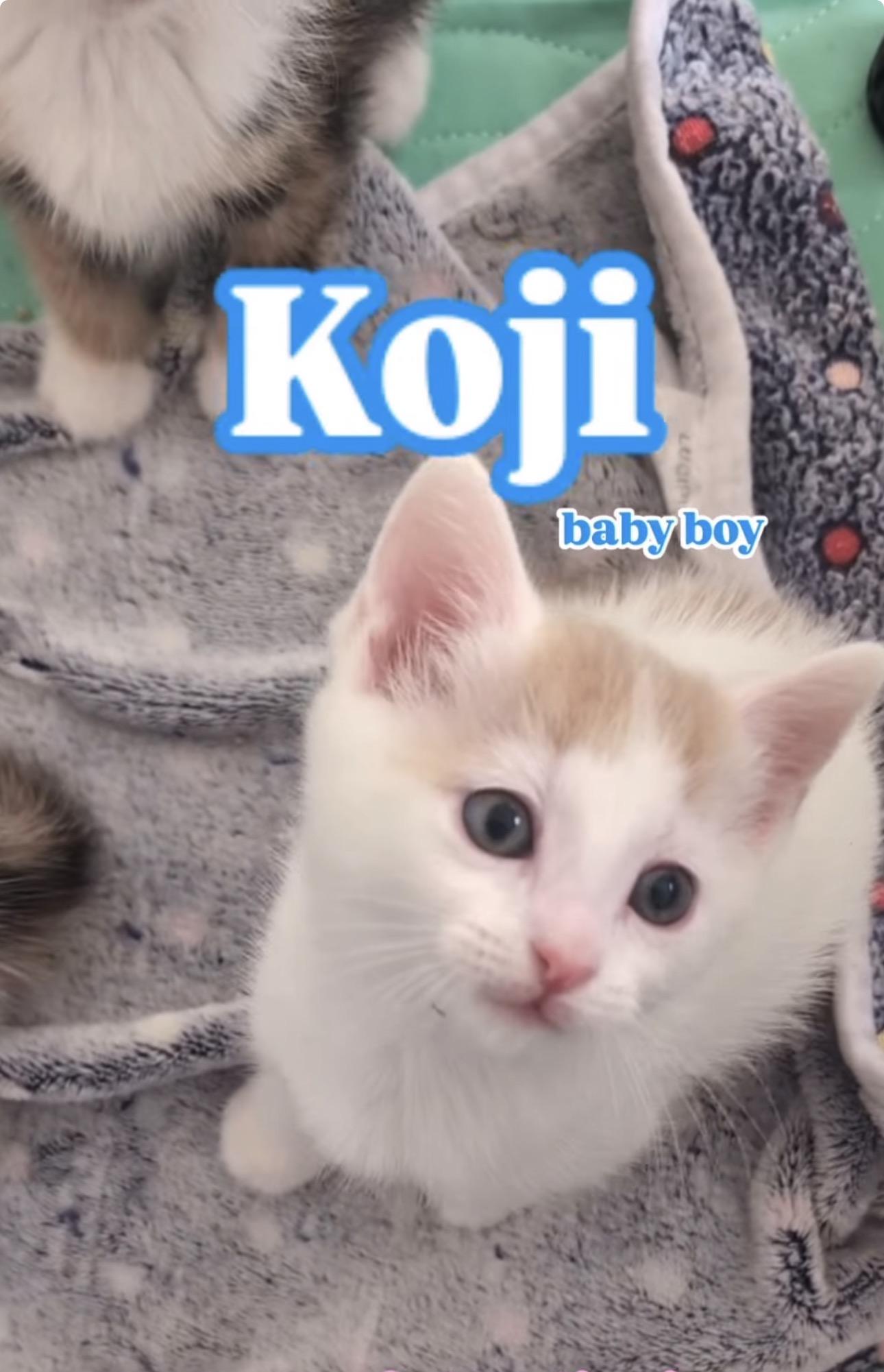 Koji, Adoptable, Kitten Male Domestic Short Hair.
