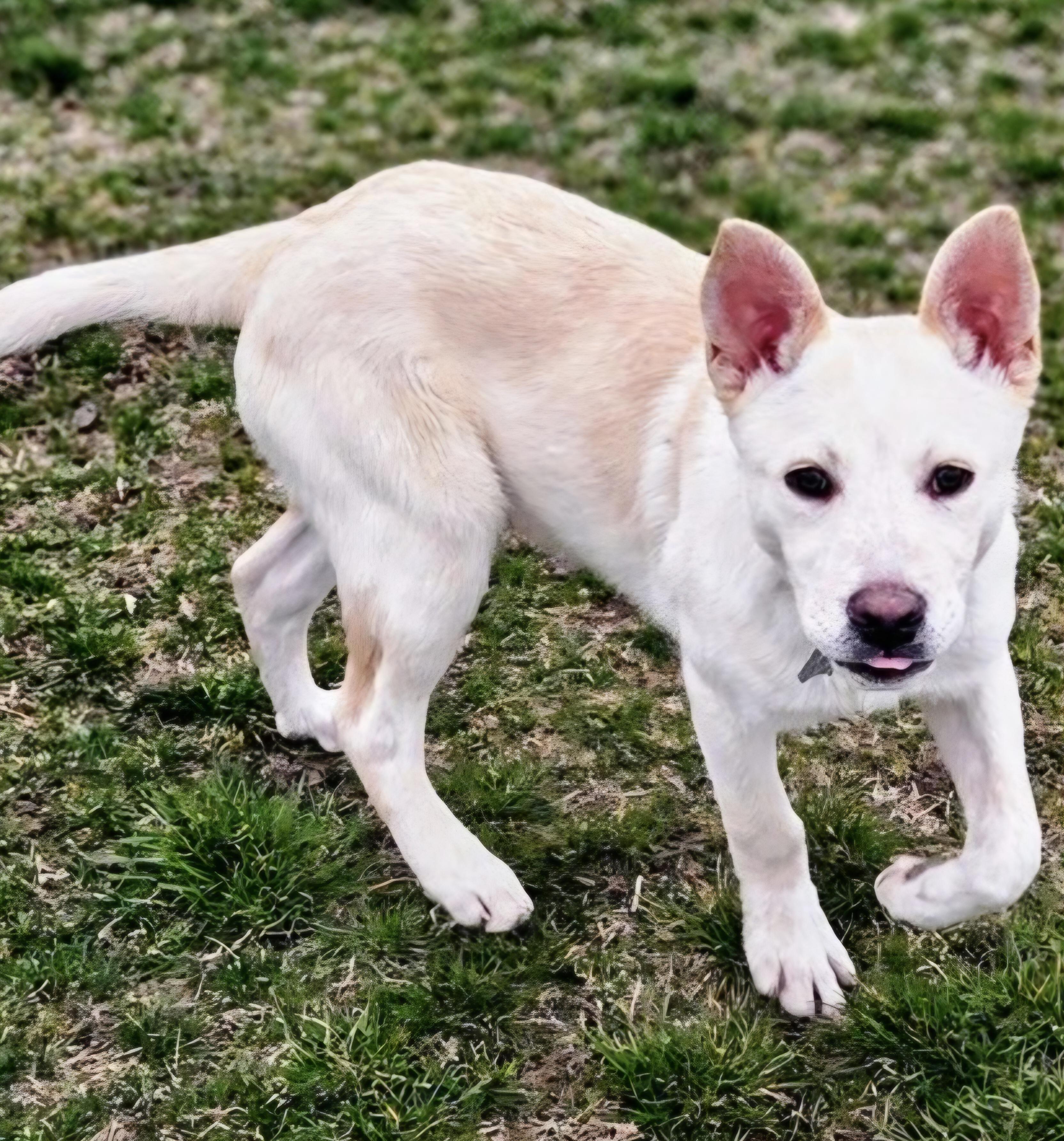 Enlarge Leonardo, a ADOPTABLE mixed breed in Salt Lake City, UT image 3/3