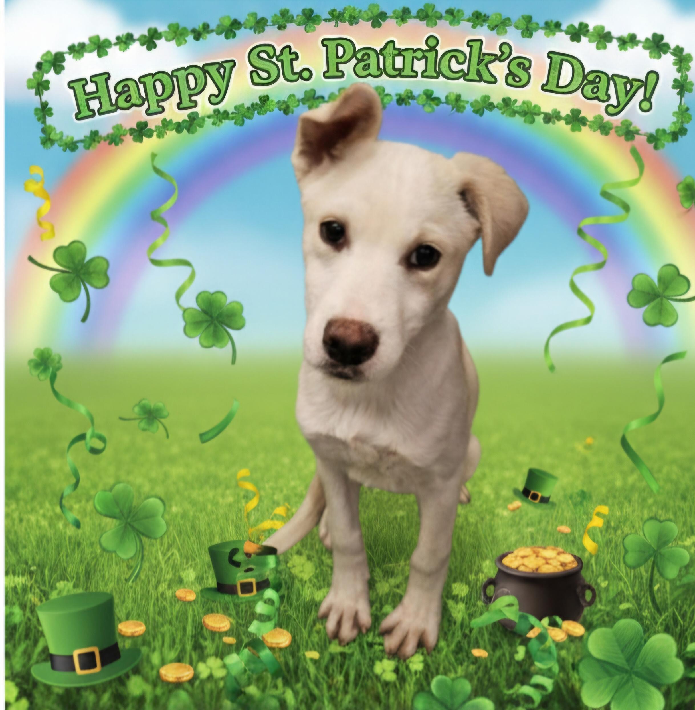 Enlarge Leonardo, a ADOPTABLE mixed breed in Salt Lake City, UT image 1/3