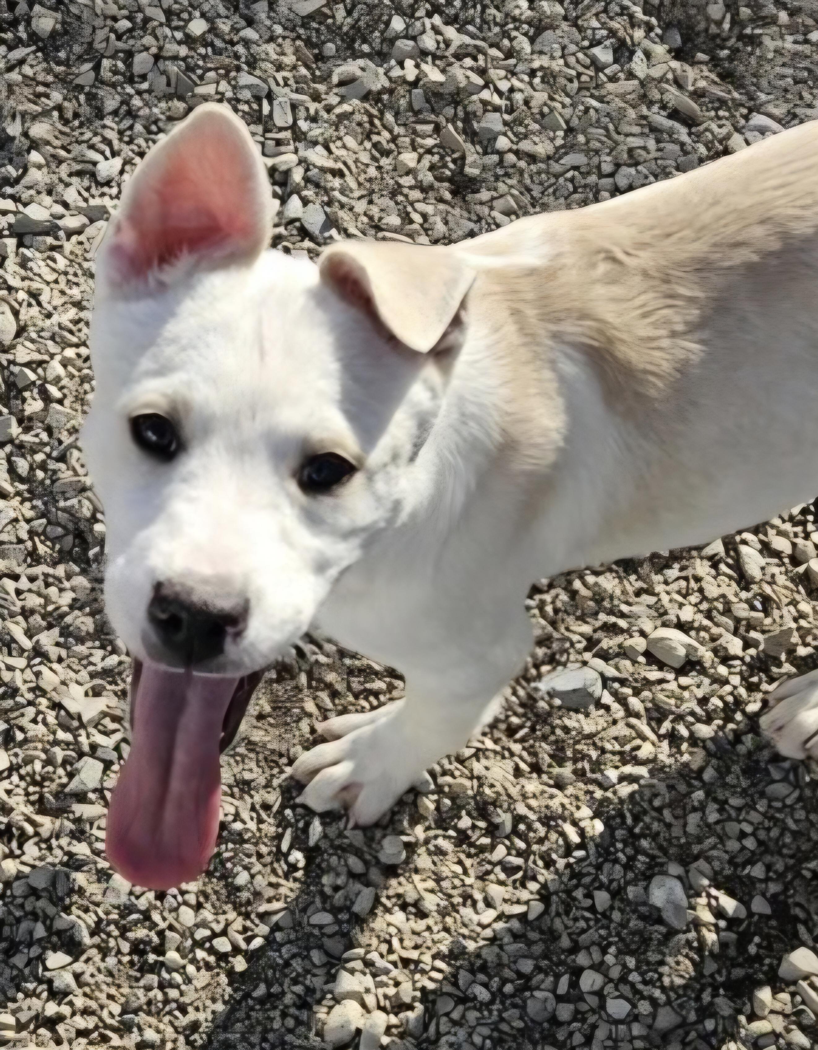 Enlarge Leonardo, a ADOPTABLE mixed breed in Salt Lake City, UT image 3/3