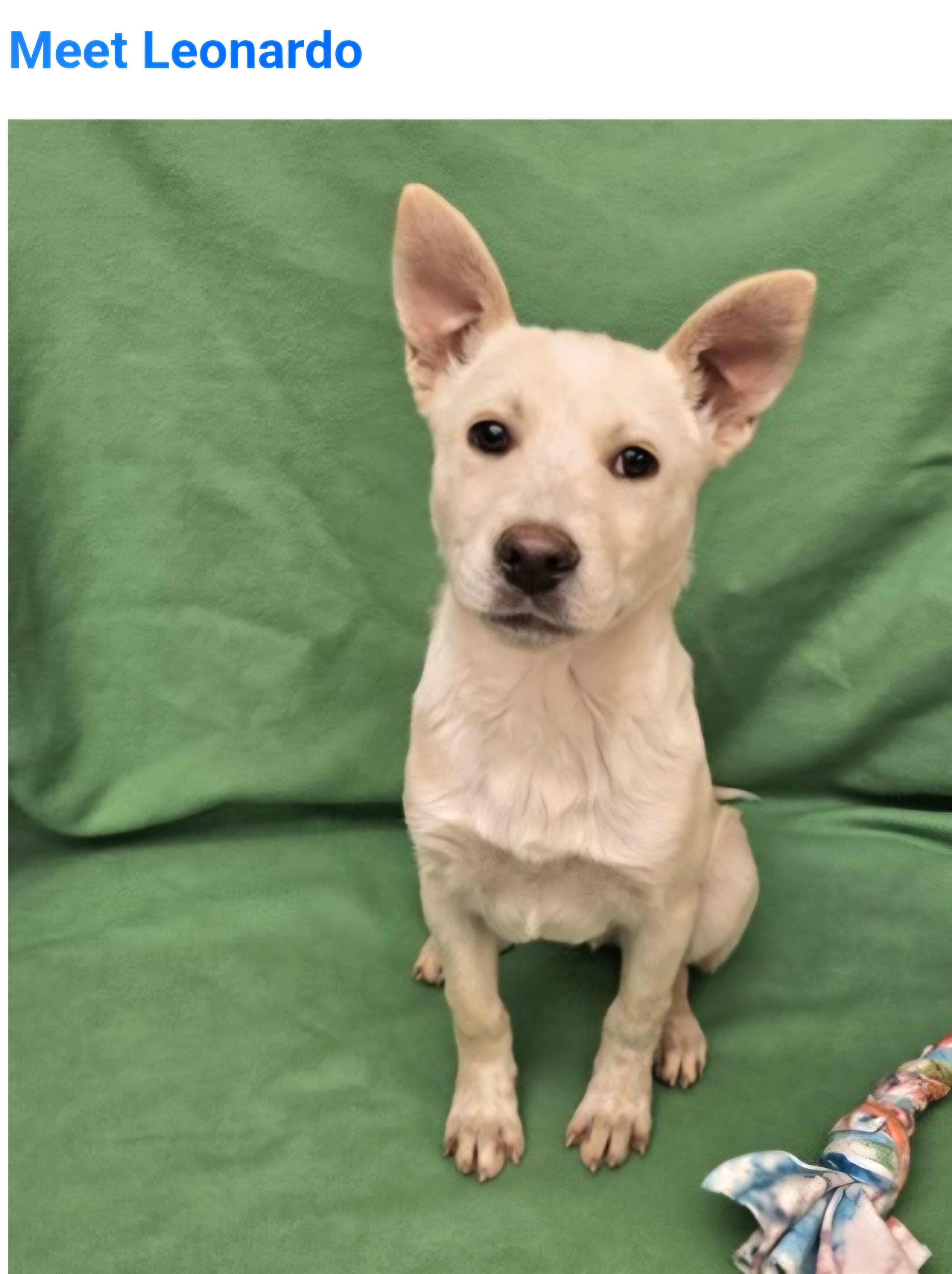 Enlarge Leonardo, a ADOPTABLE mixed breed in Salt Lake City, UT image 2/3