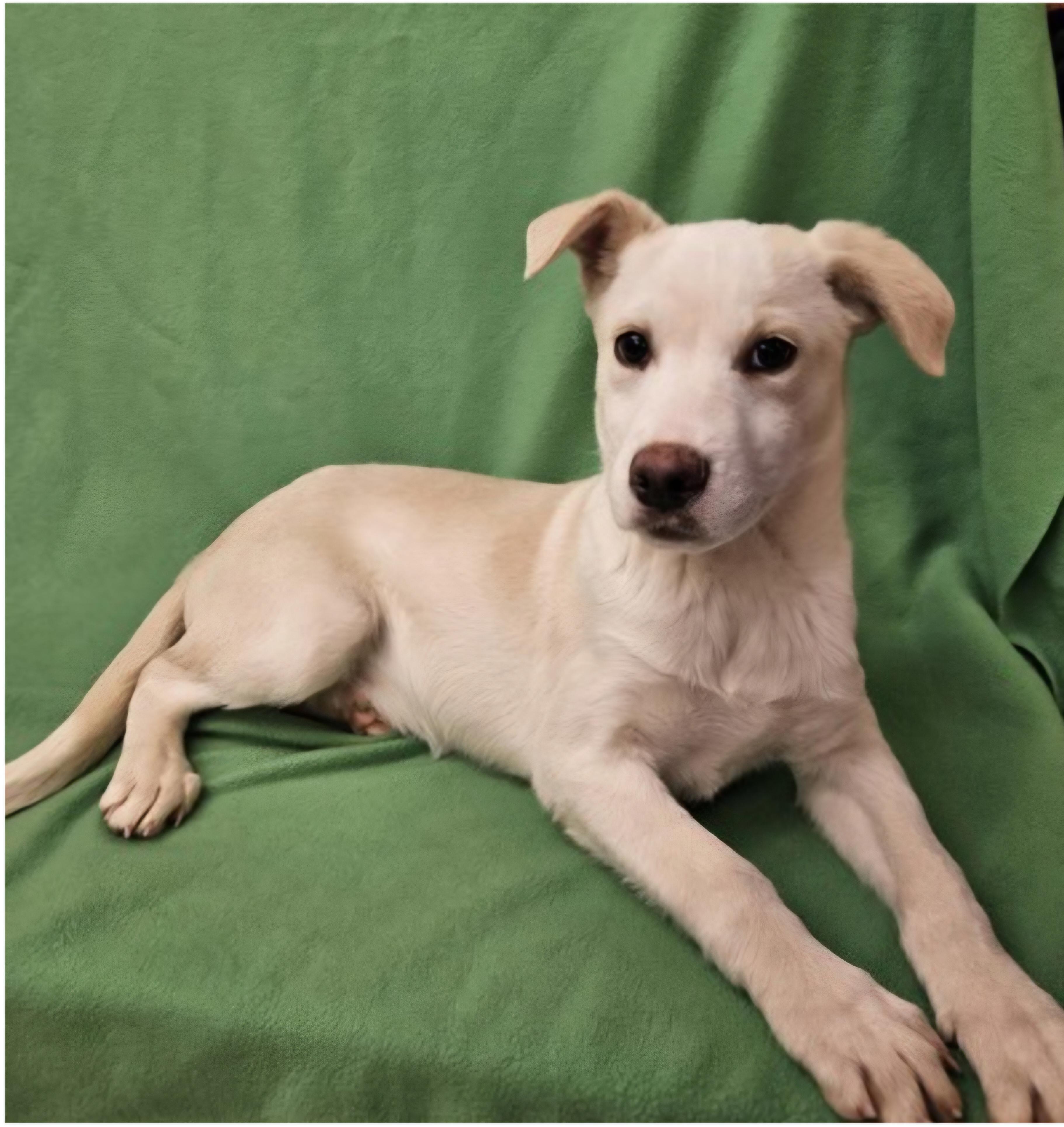 Enlarge Leonardo, a ADOPTABLE mixed breed in Salt Lake City, UT image 2/3