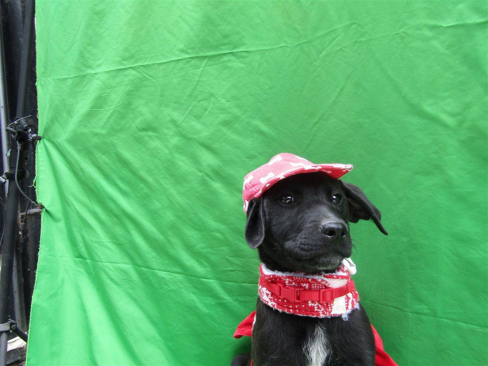 Arayass, Adoptable, Young Female Dalmatian & Golden Retriever.