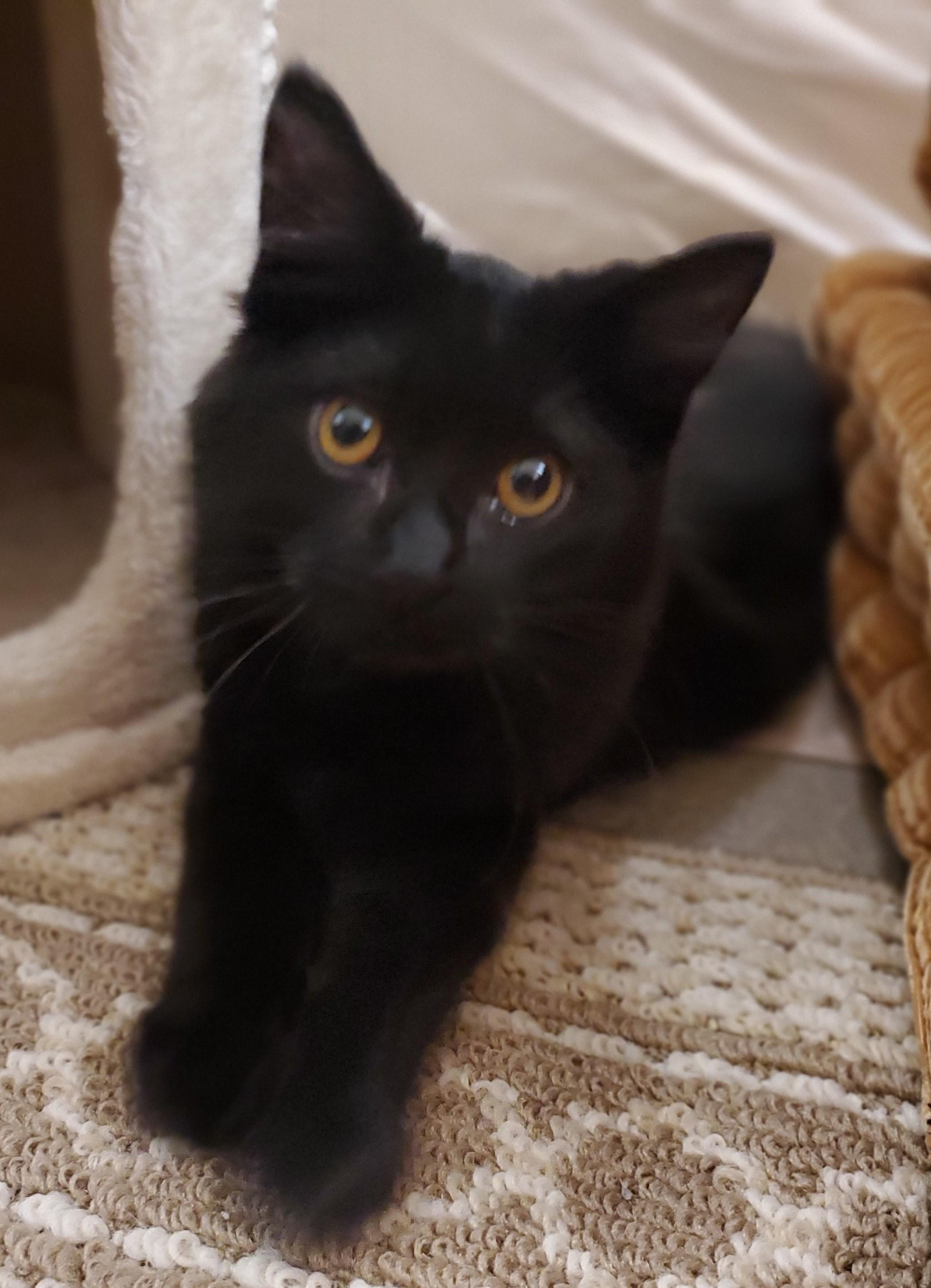 Bo Diddley, adopted, Kitten Male Domestic Long Hair.