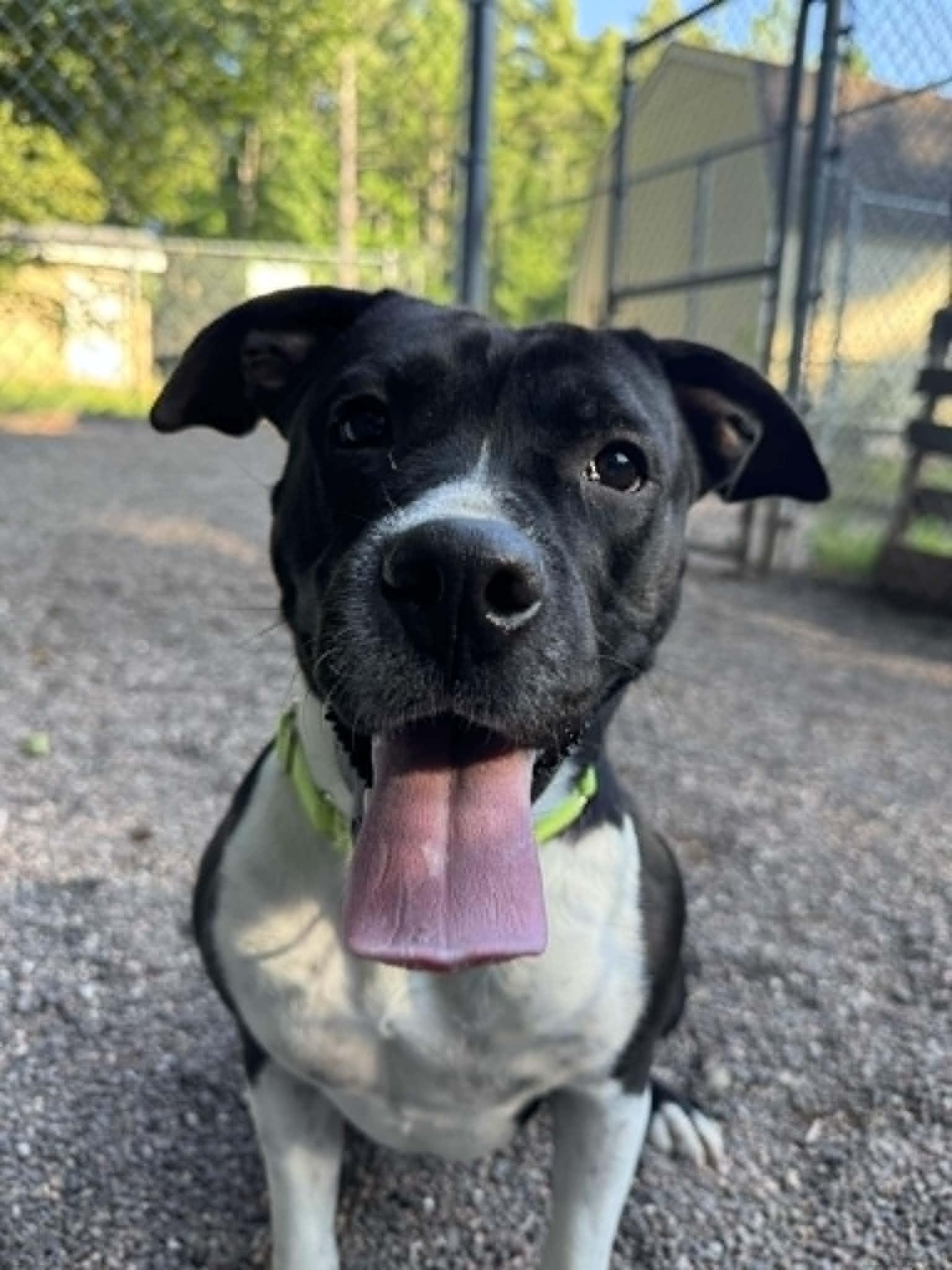 Enlarge Tres, a Adoptable Mixed Breed in Houghton, MI image 2/2