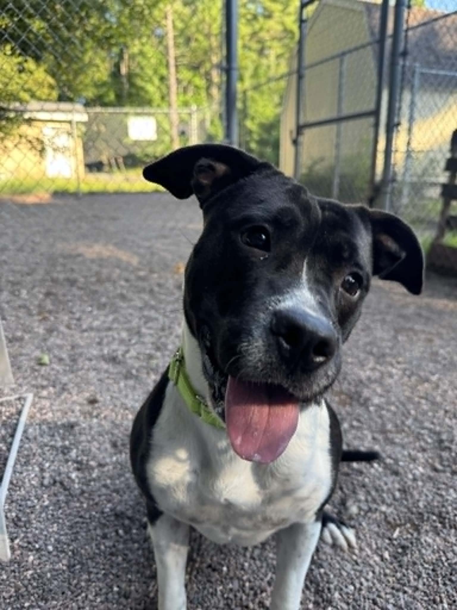 Tres, Adoptable, Young Female Mixed Breed.