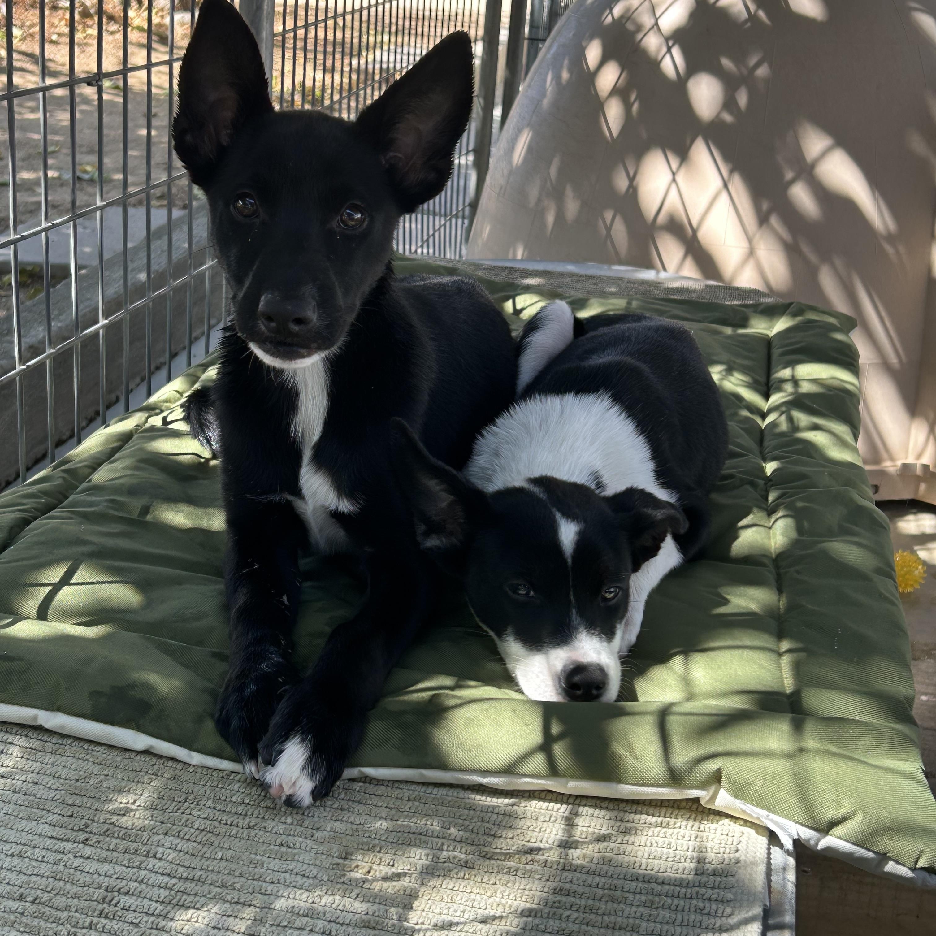 Enlarge Figgy, a Adoptable mixed breed in Littlerock, CA image 2/4