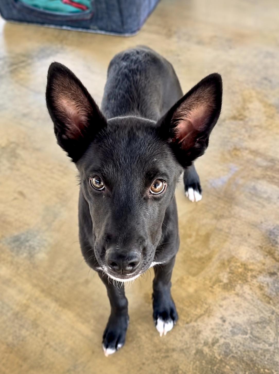Figgy, Adoptable, Puppy Female Rat Terrier & German Shepherd Dog.