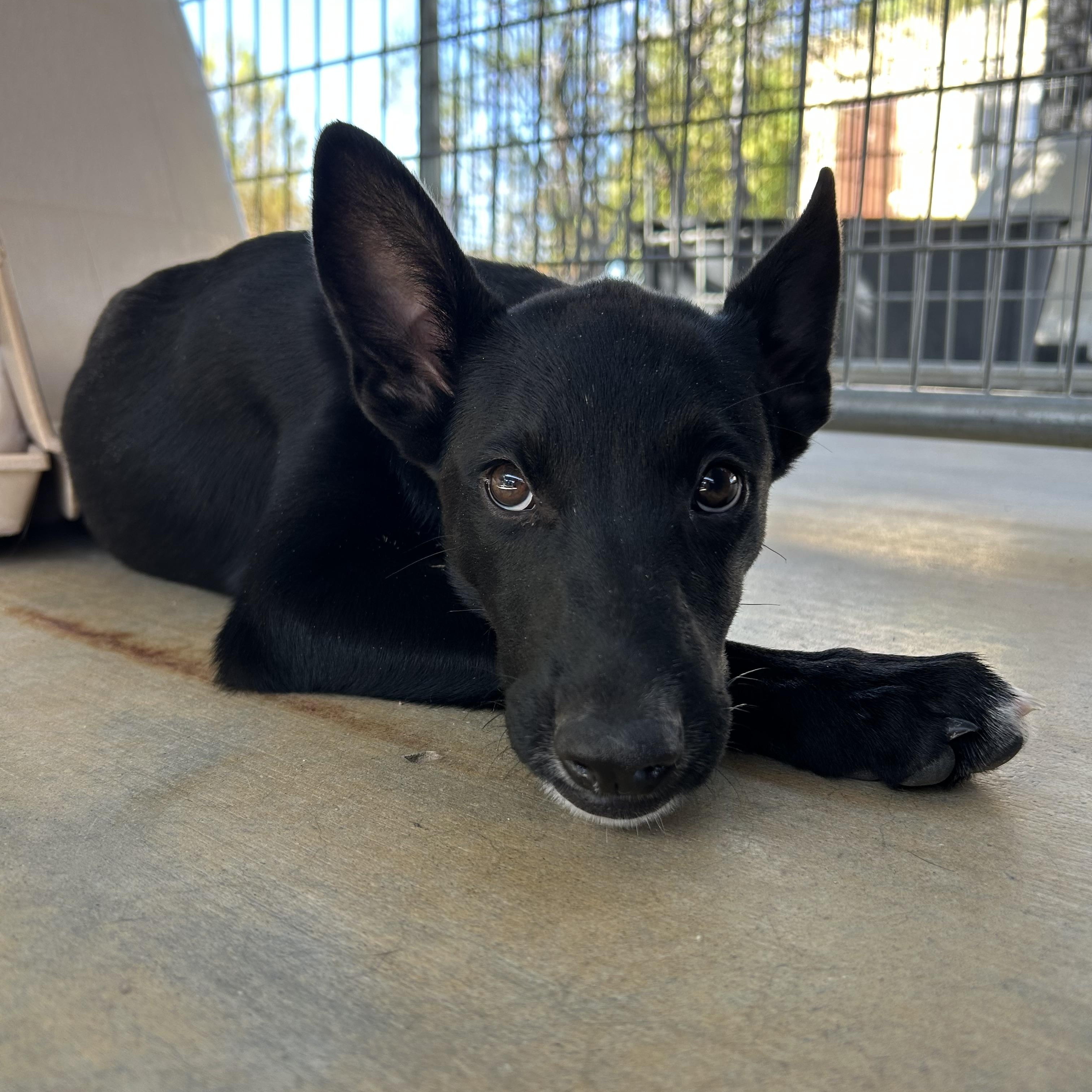 Enlarge Figgy, a Adoptable mixed breed in Littlerock, CA image 3/4