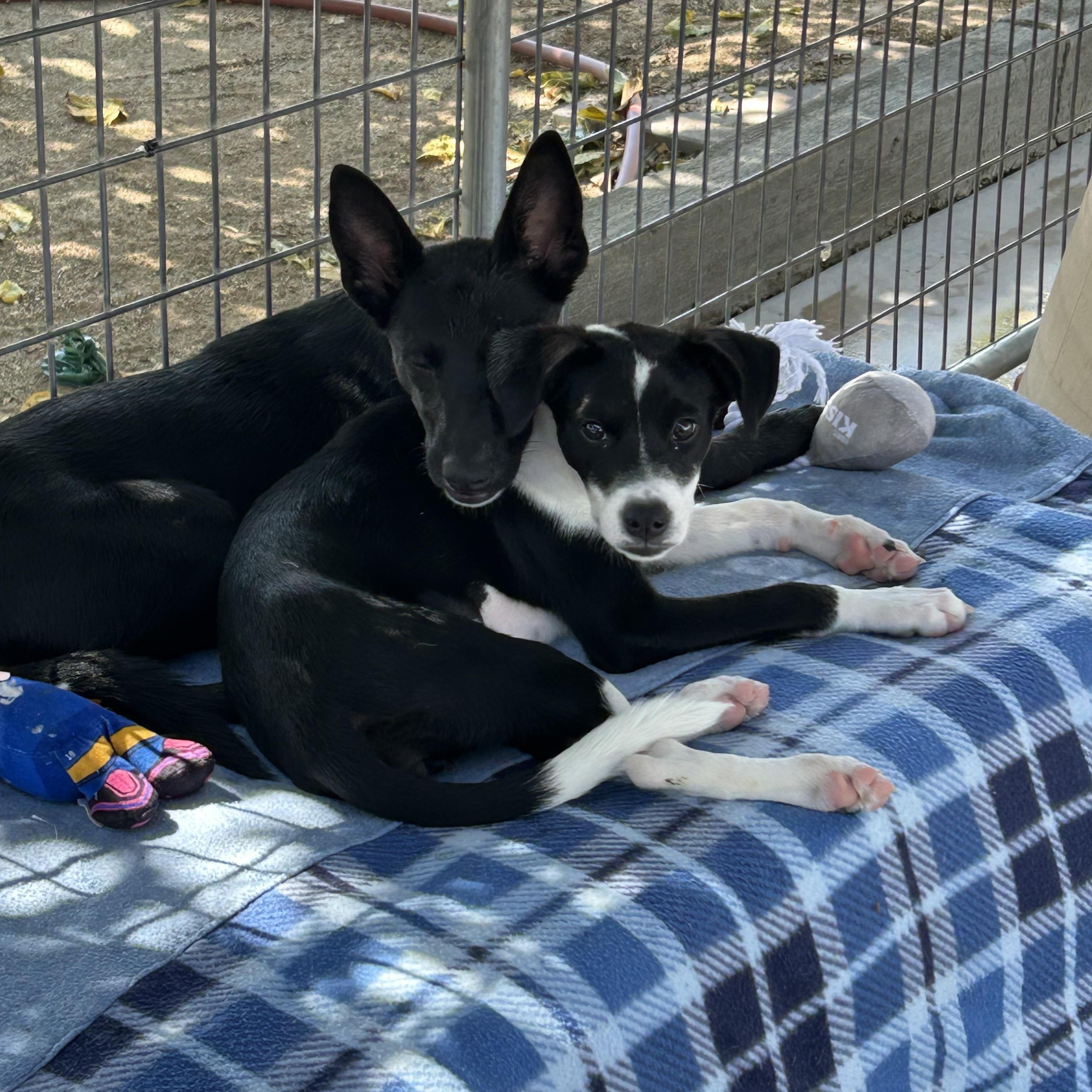 Enlarge Figgy, a Adoptable mixed breed in Littlerock, CA image 4/4