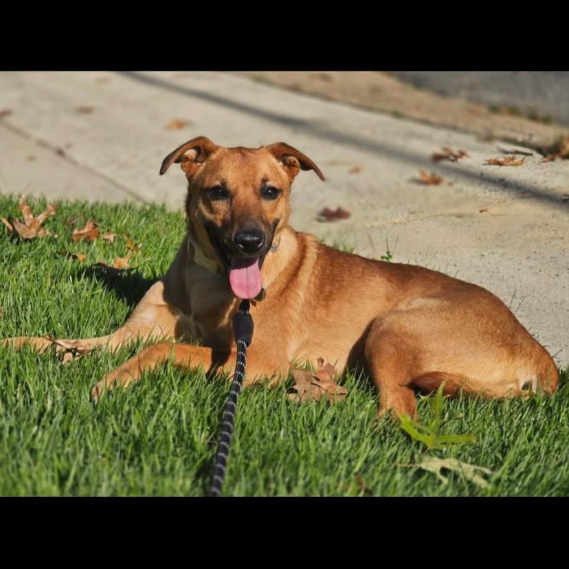 Enlarge Falcon, a Adoptable mixed breed in Philadelphia, PA image 6/6