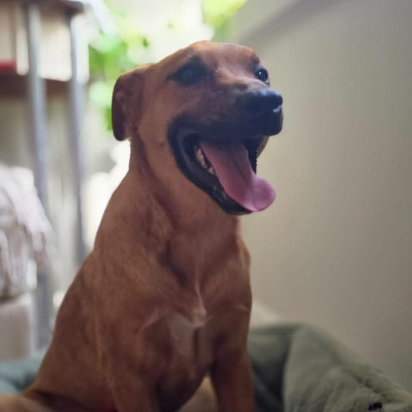 Enlarge Falcon, a Adoptable mixed breed in Philadelphia, PA image 5/6