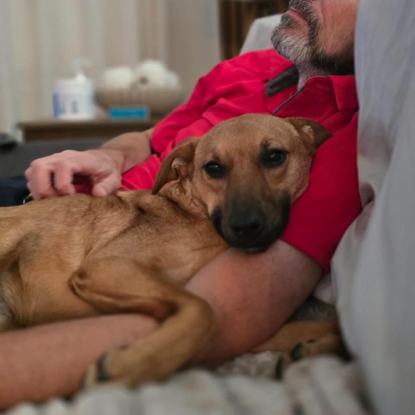 Enlarge Falcon, a Adoptable mixed breed in Philadelphia, PA image 1/6