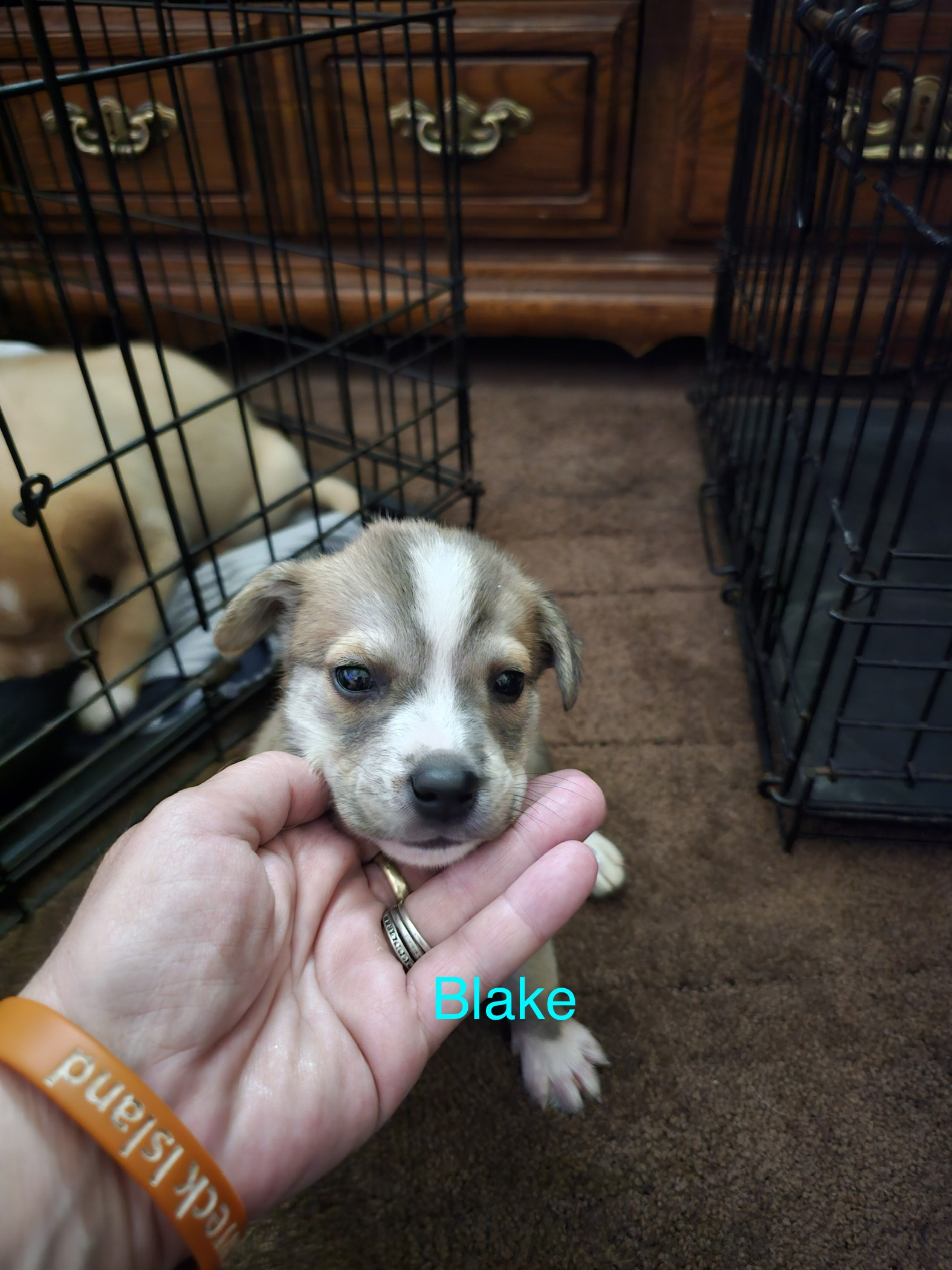 Blake, an adopted Labrador Retriever in Carnegie, OK_image-1