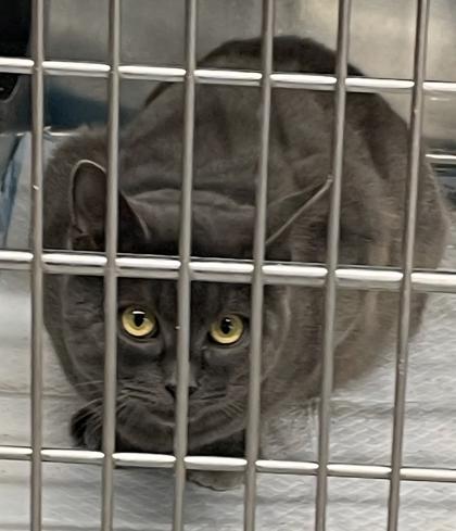 Enlarge Sweets, a Adoptable Domestic Short Hair in Simcoe, ON image 1/1