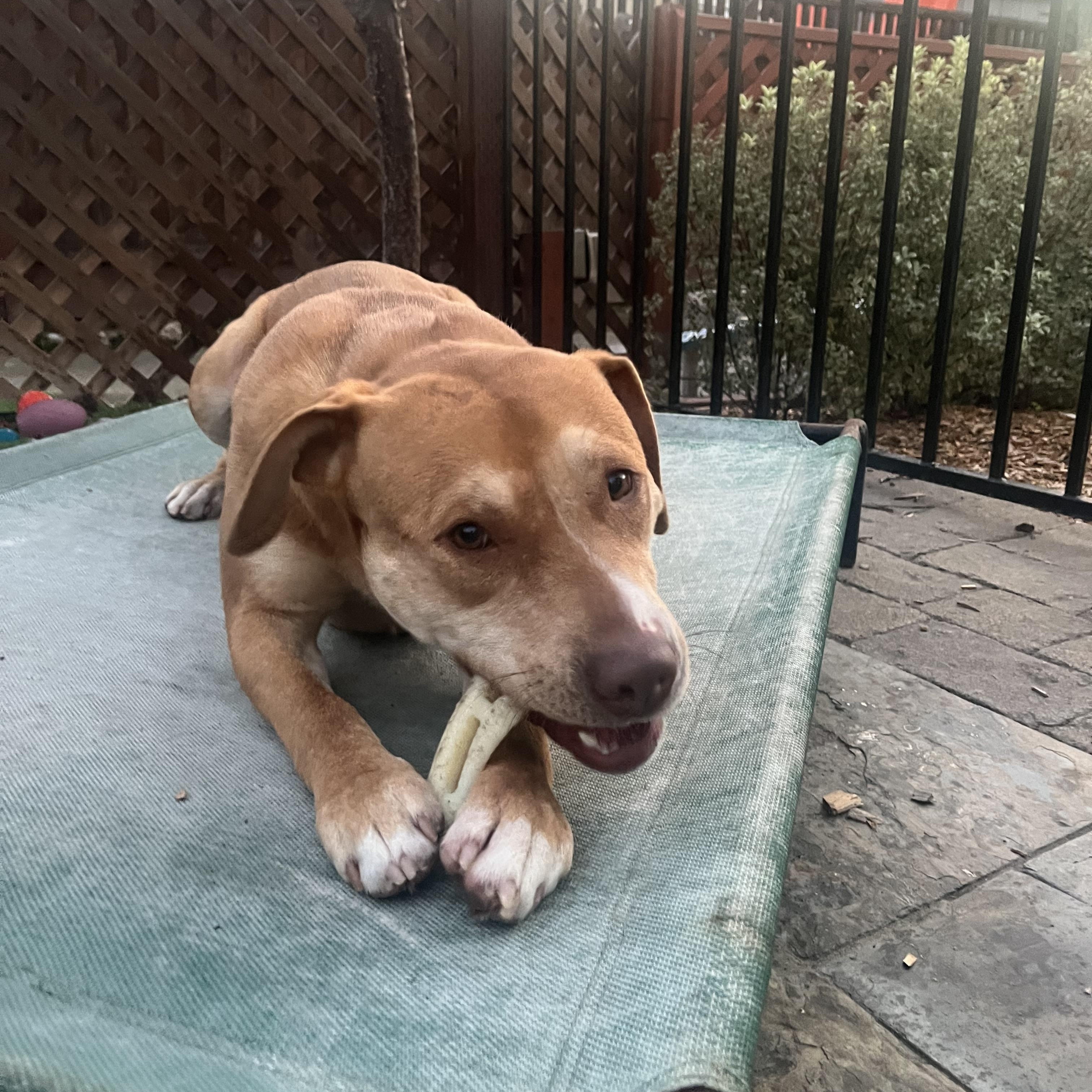 Enlarge Daisy, a ADOPTABLE mixed breed in Pleasanton, CA image 2/6