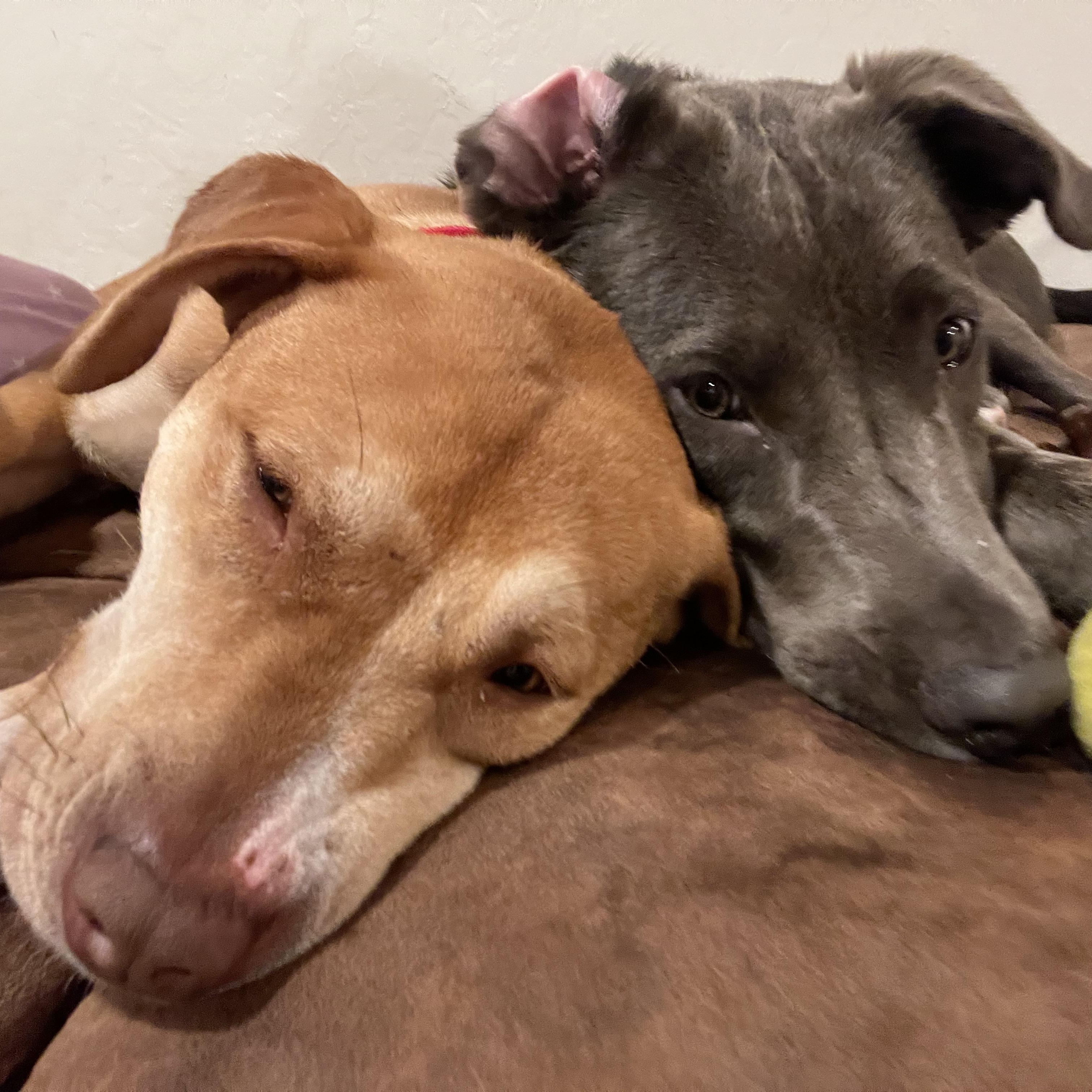 Enlarge Daisy, a ADOPTABLE mixed breed in Pleasanton, CA image 6/6