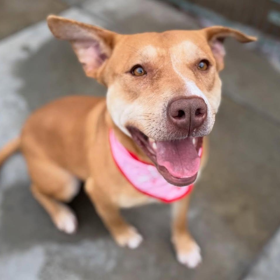 Enlarge Daisy, a ADOPTABLE mixed breed in Pleasanton, CA image 1/6