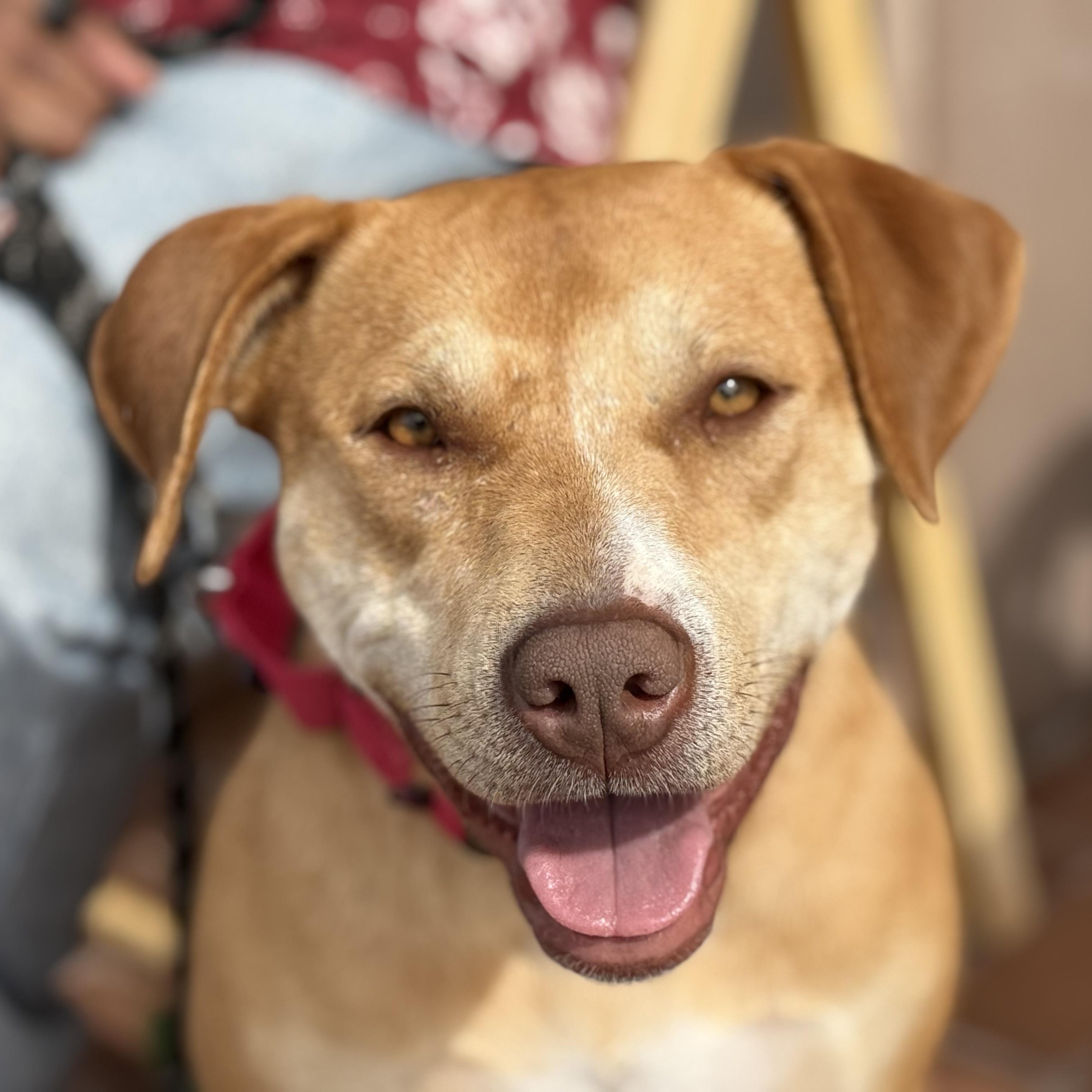 Daisy, ADOPTABLE, Adult Female Pit Bull Terrier & Labrador Retriever.