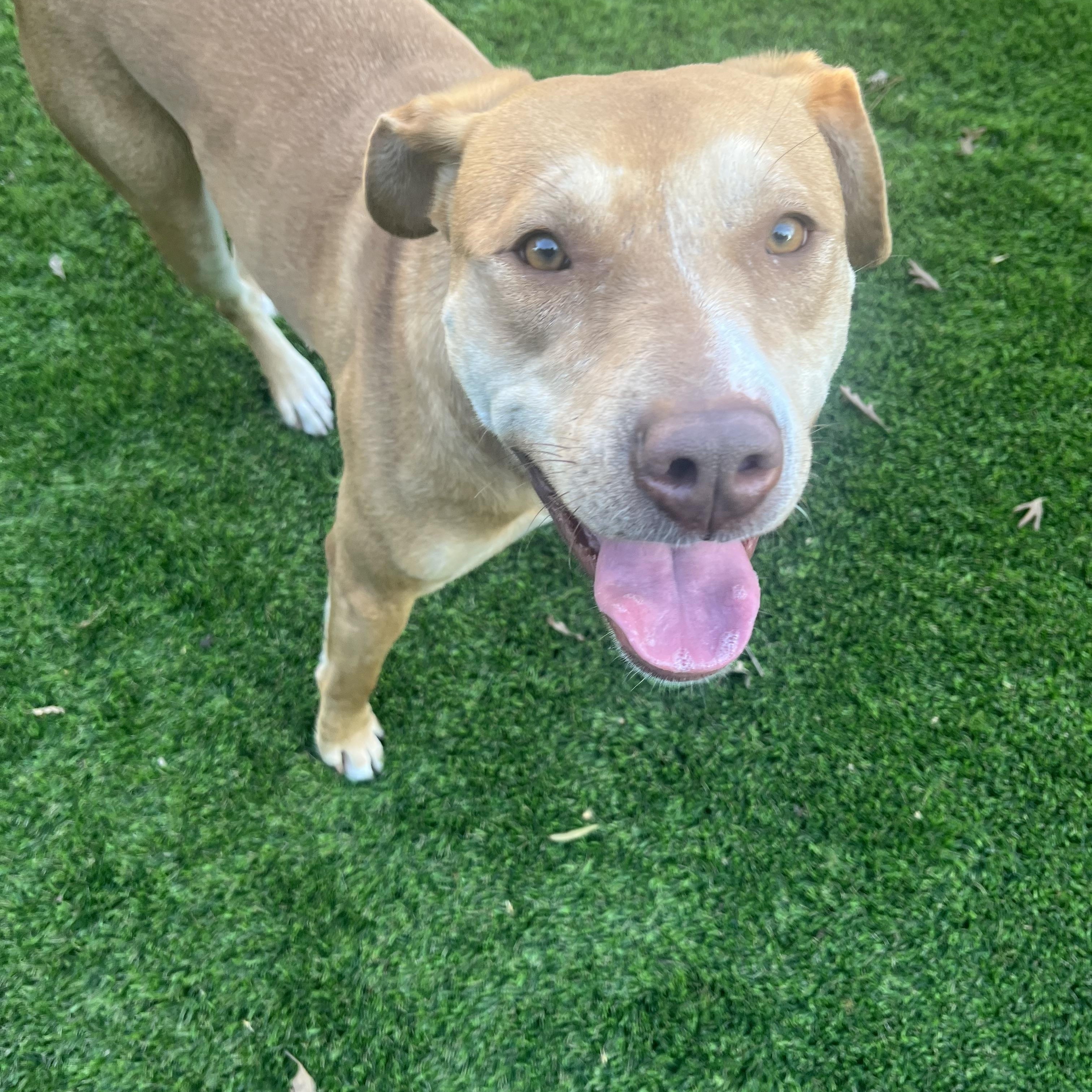 Enlarge Daisy, a ADOPTABLE mixed breed in Pleasanton, CA image 3/6