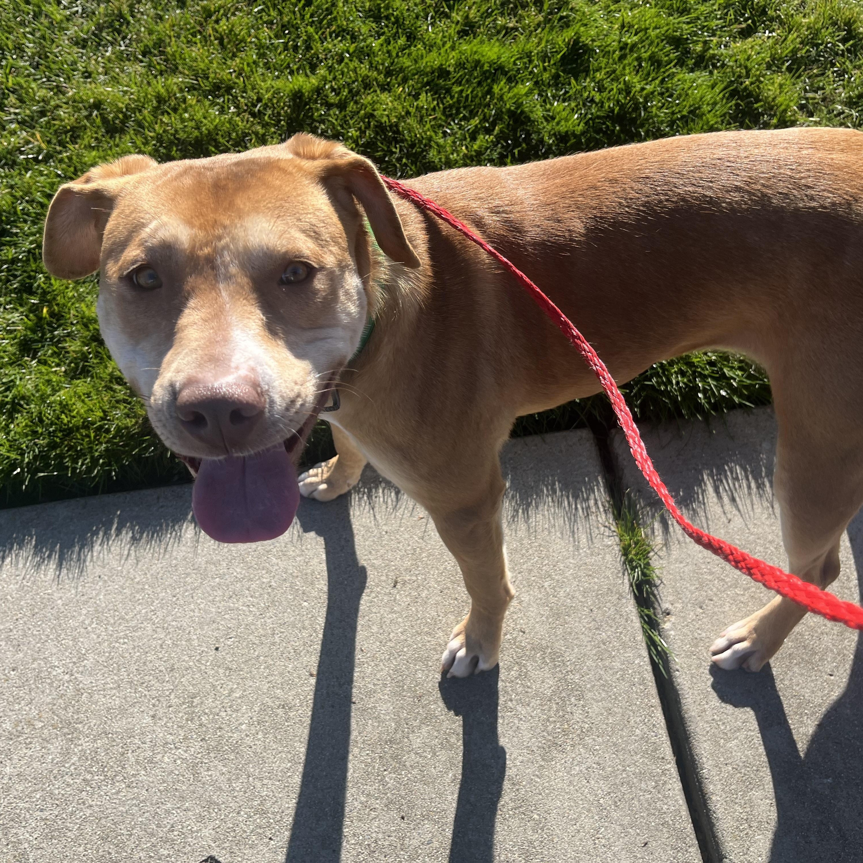 Enlarge Daisy, a ADOPTABLE mixed breed in Pleasanton, CA image 5/6