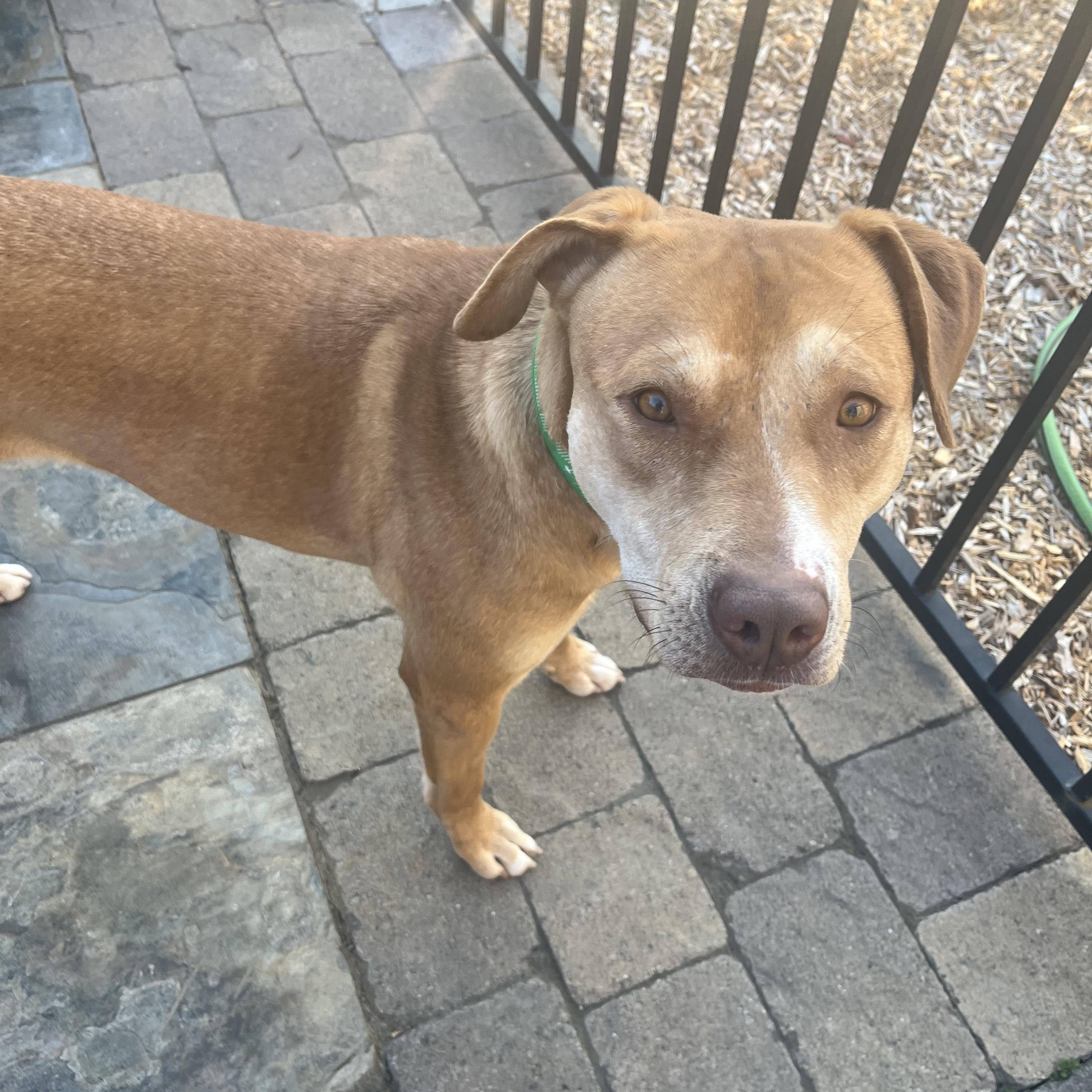 Enlarge Daisy, a ADOPTABLE mixed breed in Pleasanton, CA image 4/6