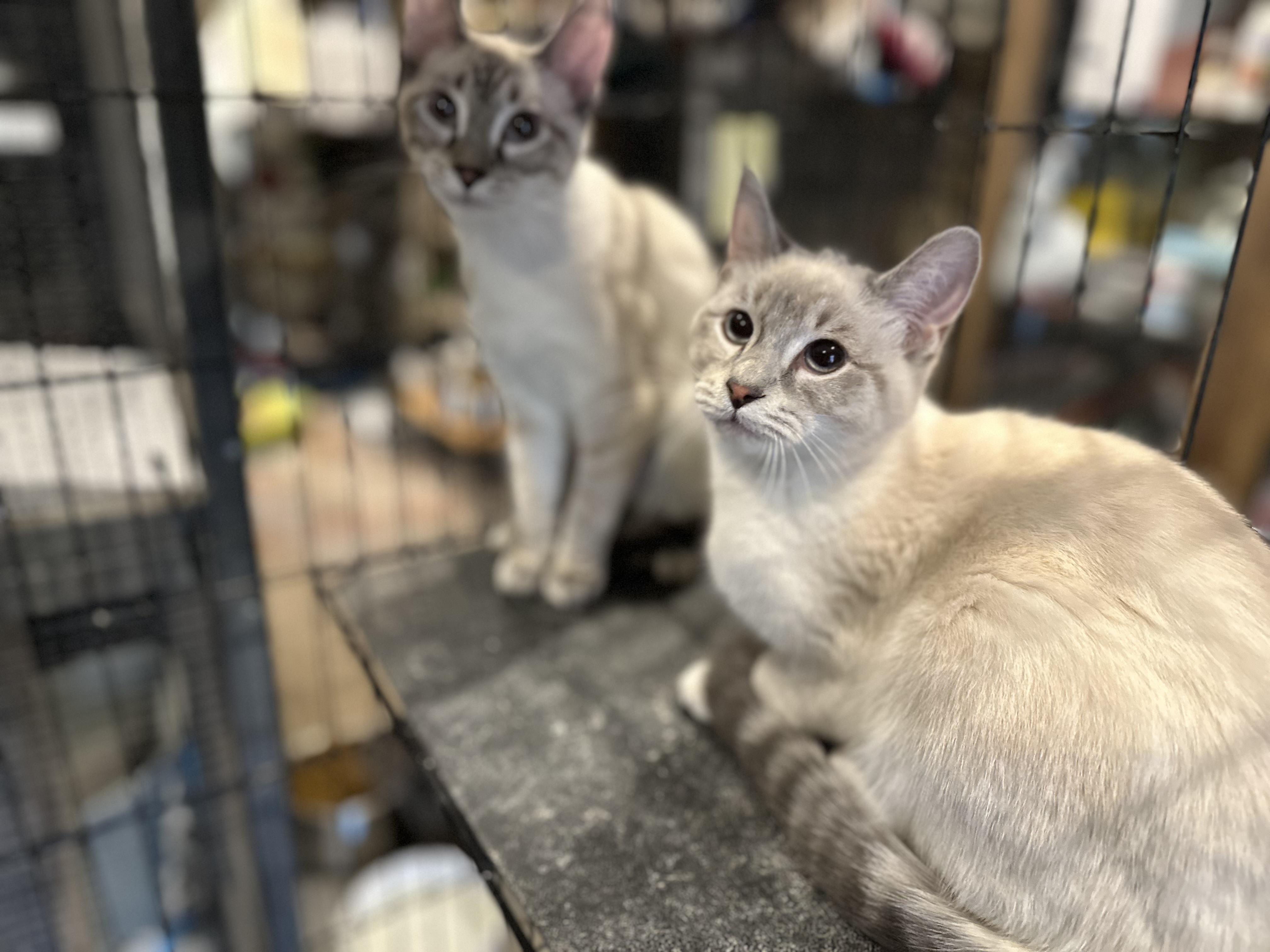 Enlarge Mango and Kiwi BONDED PAIR, an adopted Siamese in Waveland, IN image 1/2