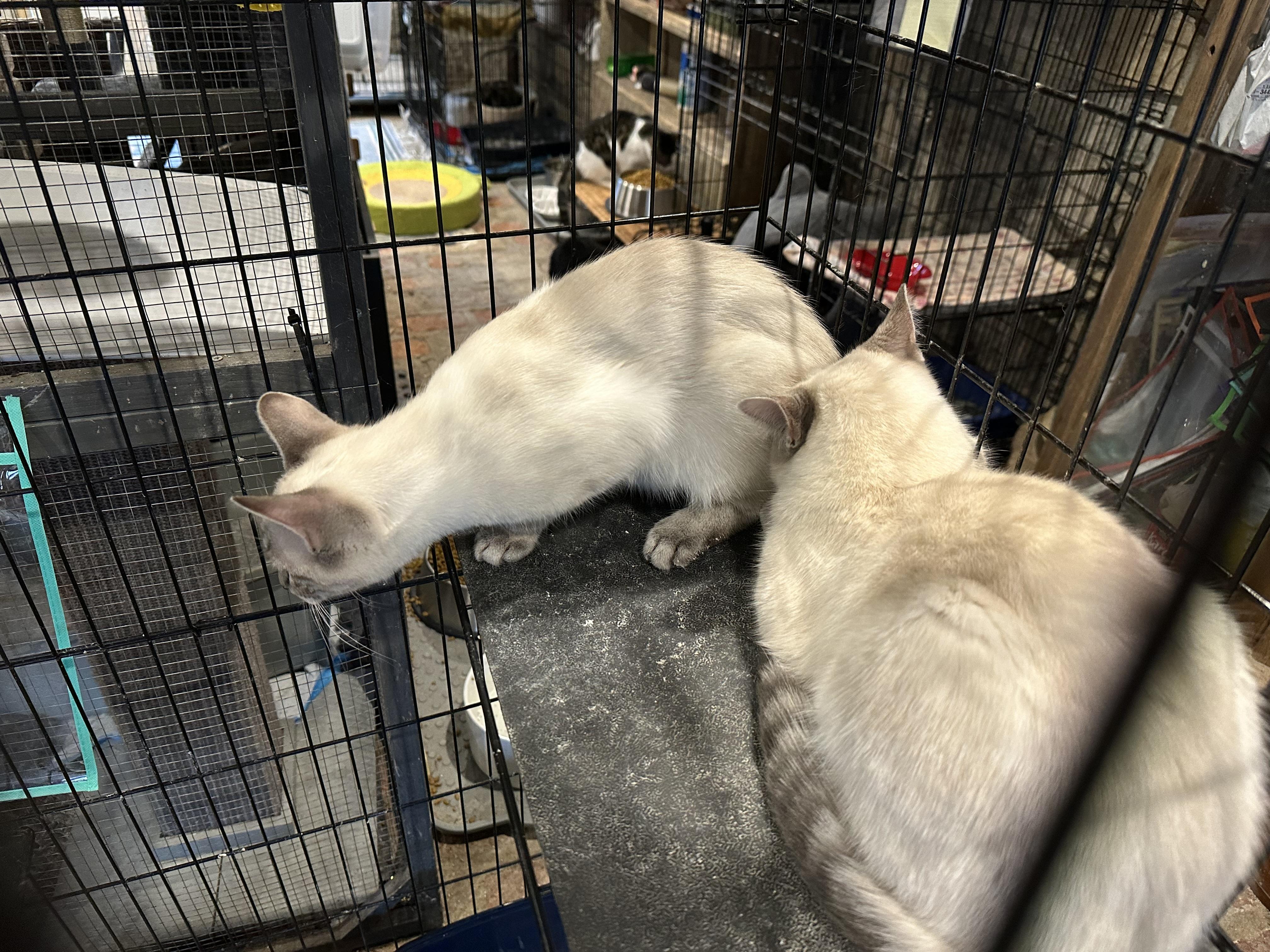 Enlarge Mango and Kiwi BONDED PAIR, an adopted Siamese in Waveland, IN image 2/2