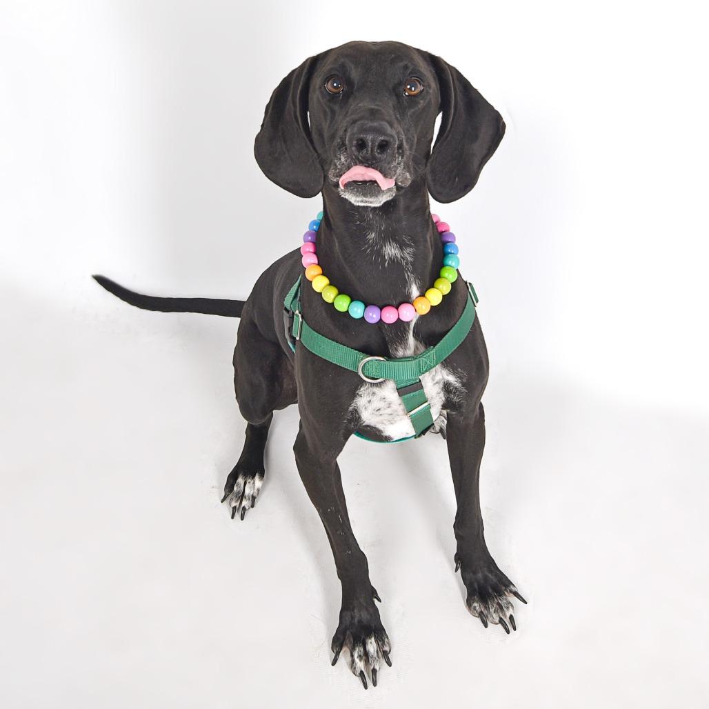Tweedy, Adoptable, Senior Female Hound & Mixed Breed.