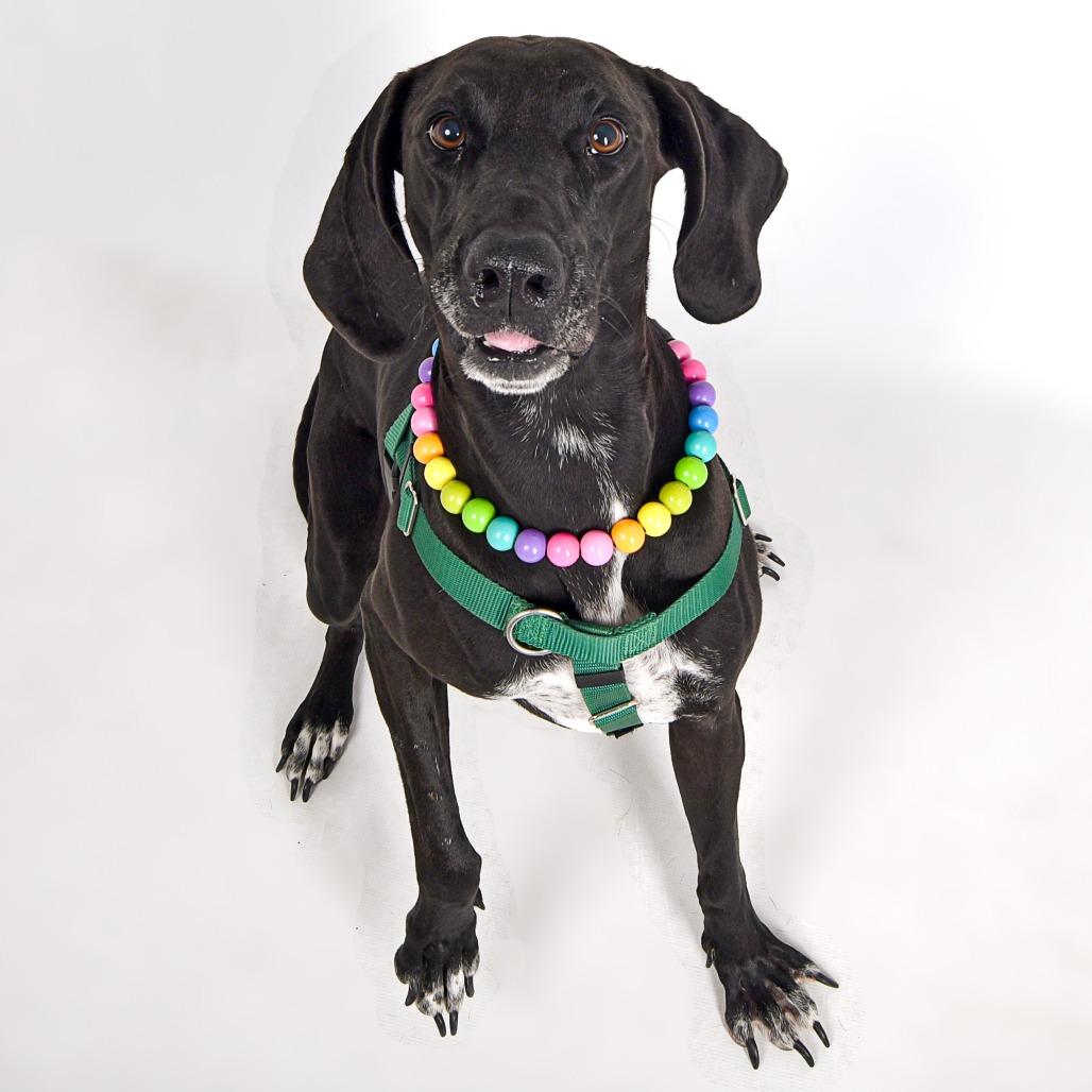 Tweedy, a Adoptable mixed breed in Murray, UT image 2/5