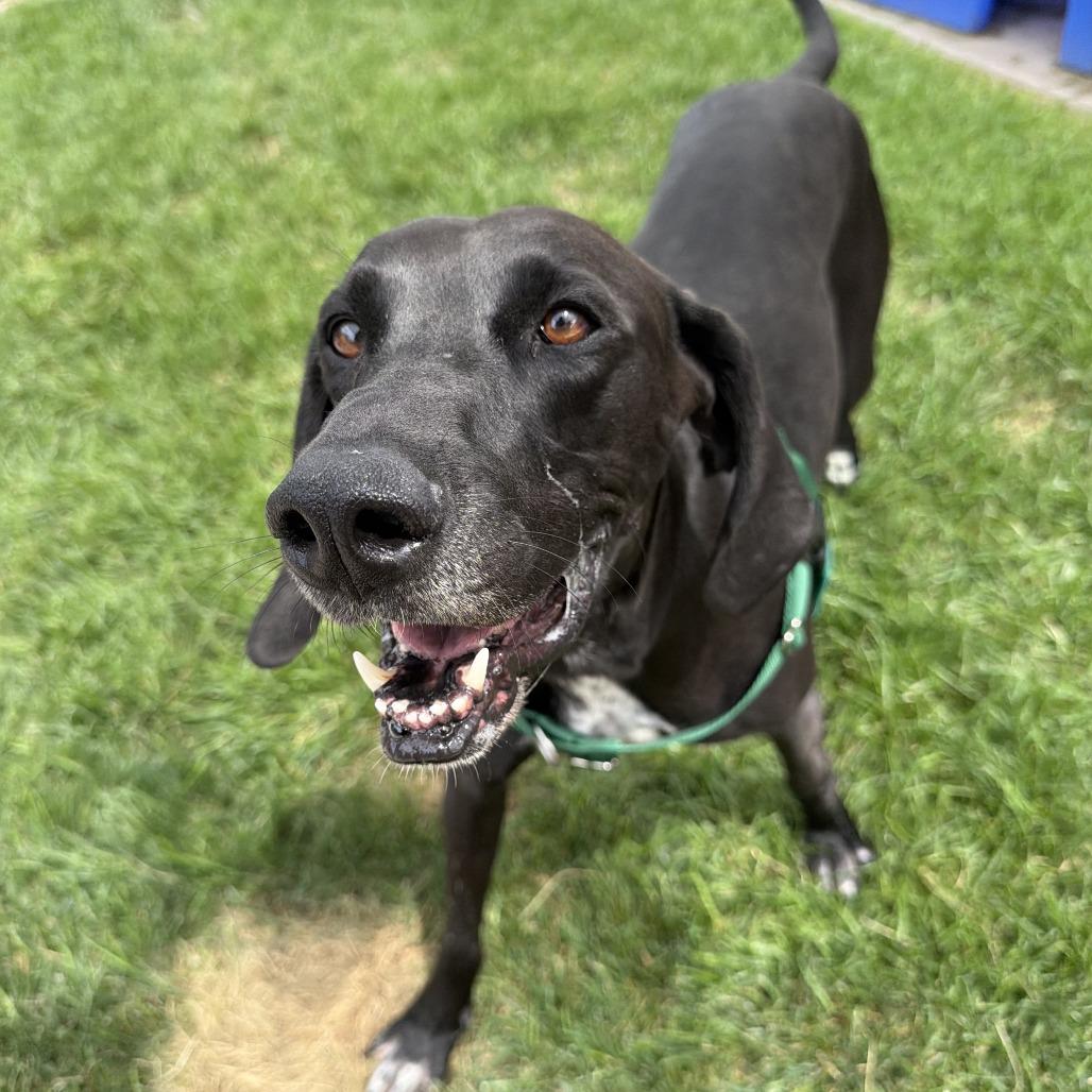 Tweedy, a Adoptable mixed breed in Murray, UT image 5/5