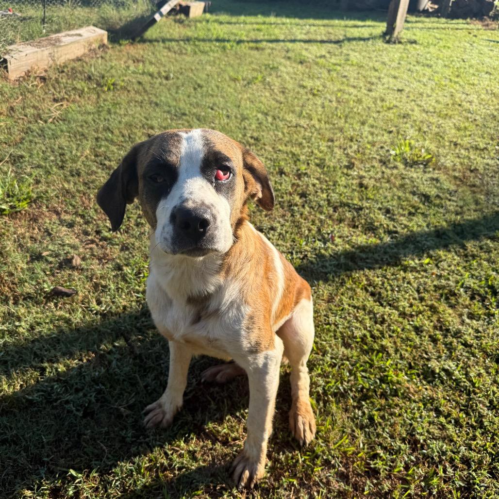 Enlarge Woody 071901, a Adoptable Saint Bernard in Amory, MS image 1/4