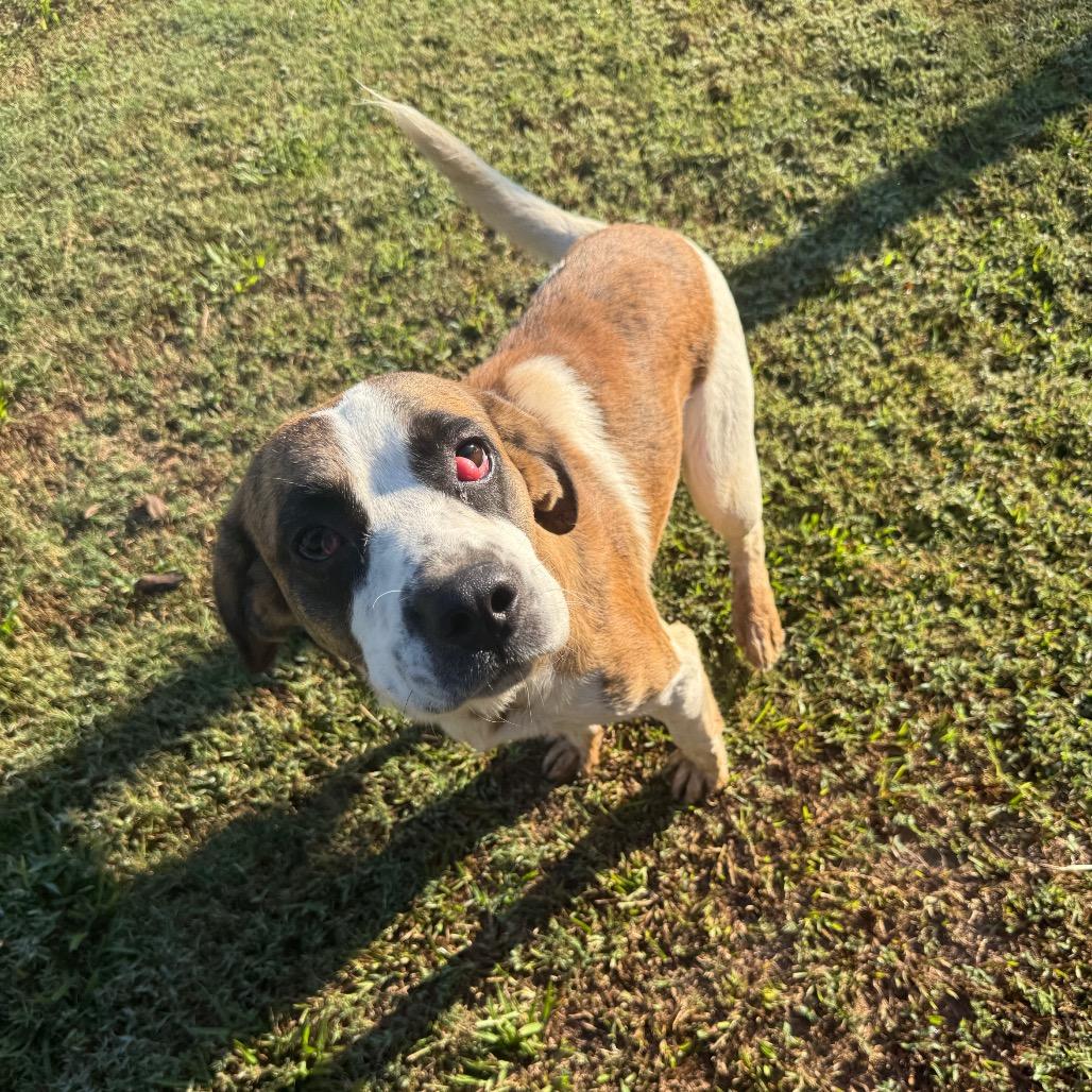 Enlarge Woody 071901, a Adoptable Saint Bernard in Amory, MS image 3/4