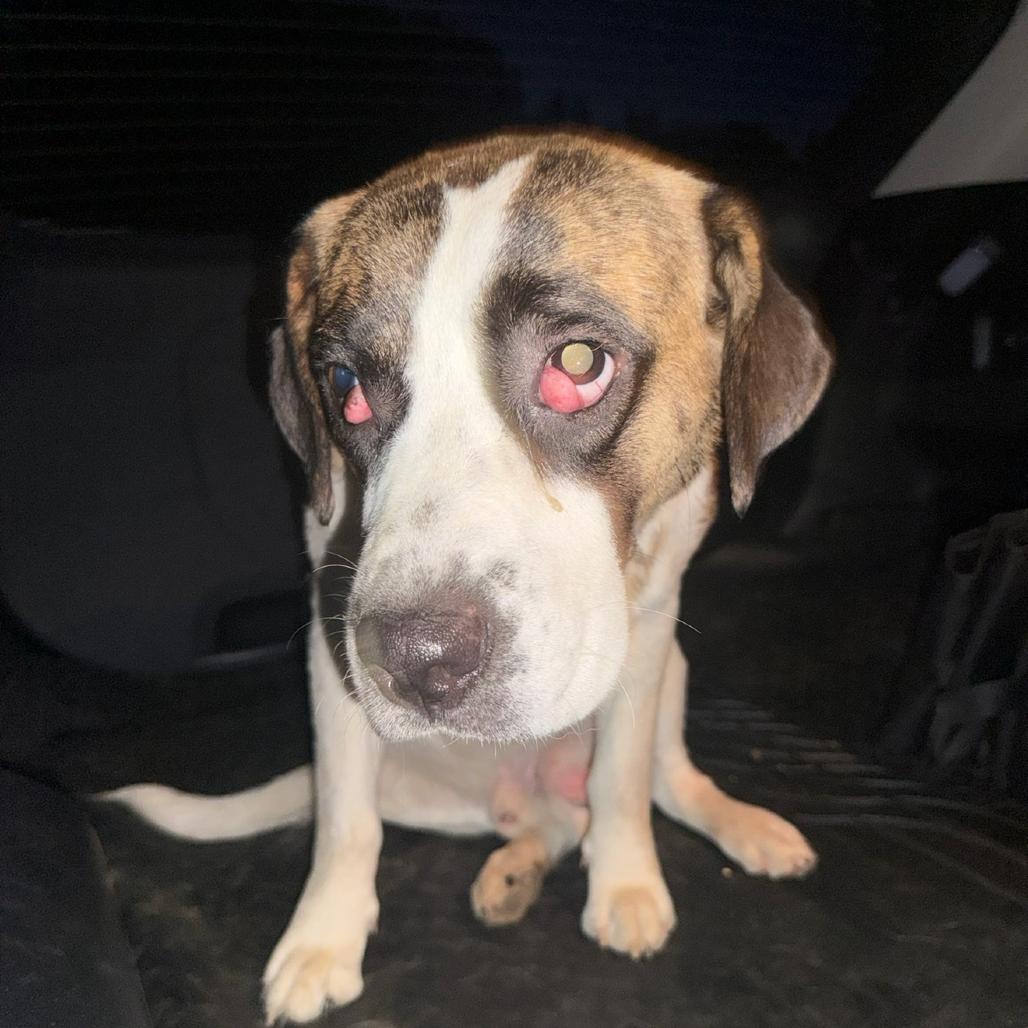 Enlarge Woody 071901, a Adoptable Saint Bernard in Amory, MS image 4/4