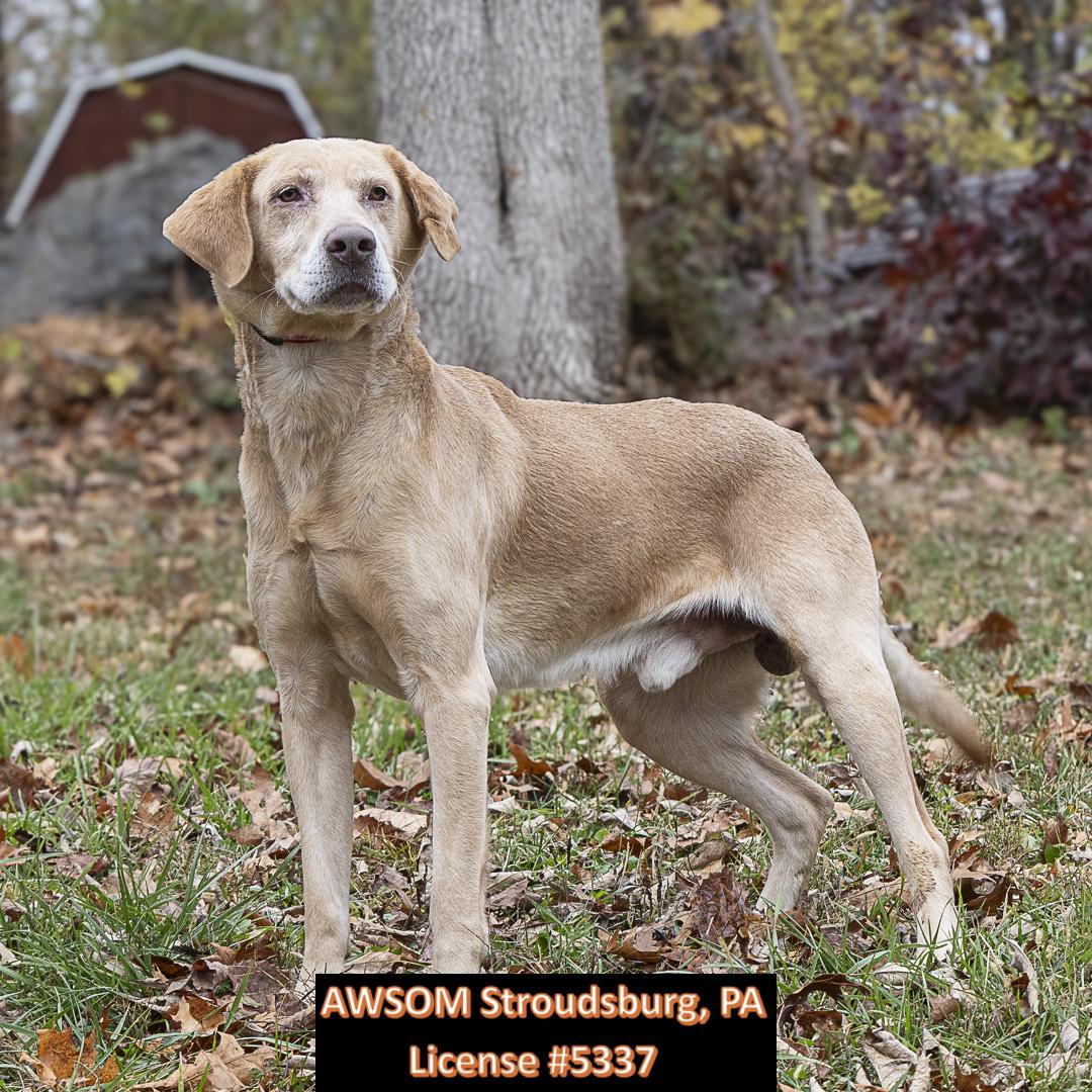 Jethro, a Adoptable mixed breed in Stroudsburg, PA image 1/2