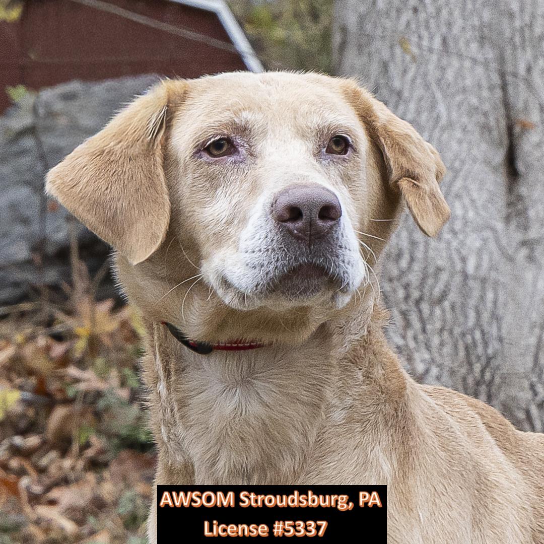 Jethro, a Adoptable mixed breed in Stroudsburg, PA image 2/2