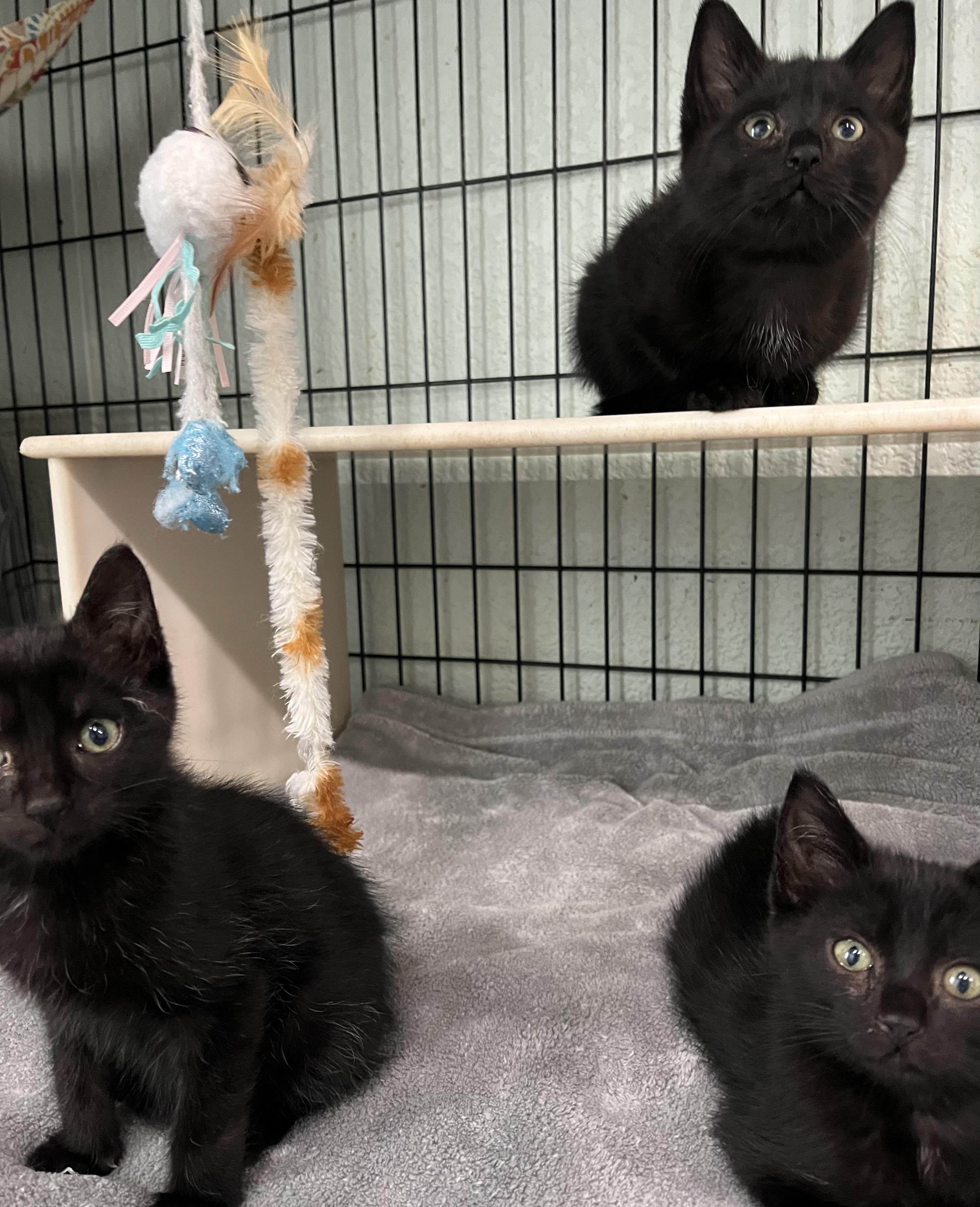 Enlarge House Panthers - female, a Adoptable Domestic Short Hair in Moline, IL image 1/1