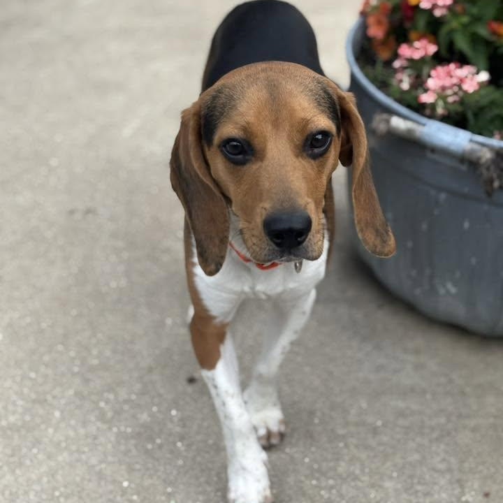 Woodstock, a ADOPTABLE mixed breed in Racine, WI image 3/3