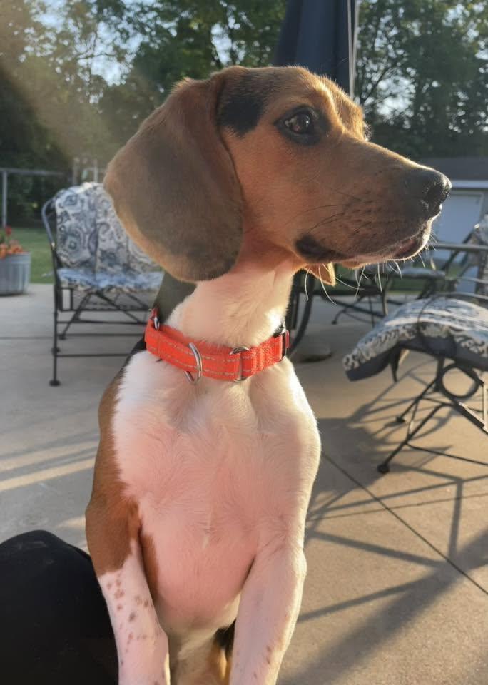 Woodstock, ADOPTABLE, Adult Male Beagle.